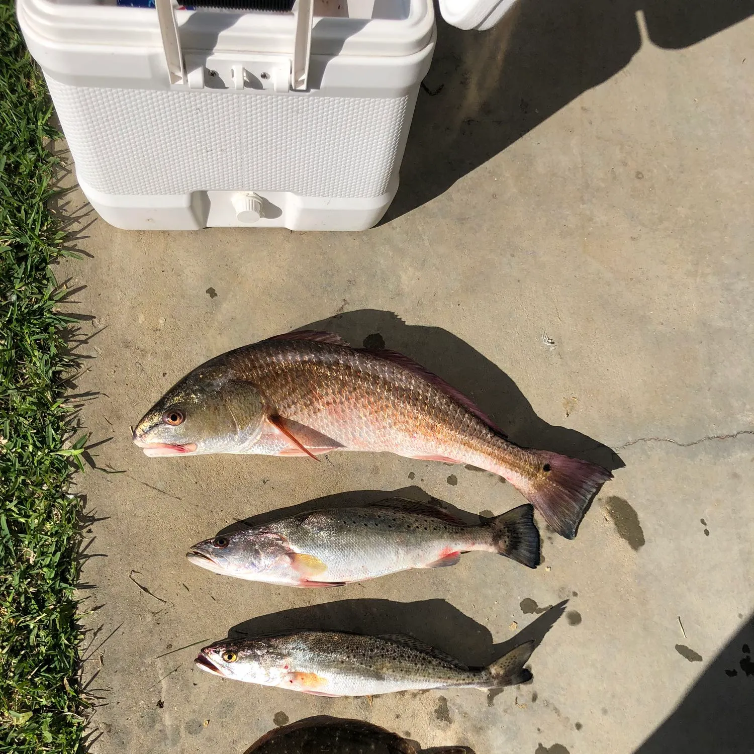 angler catch