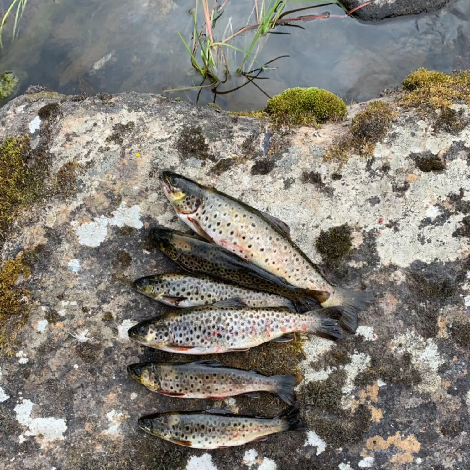 recently logged catches