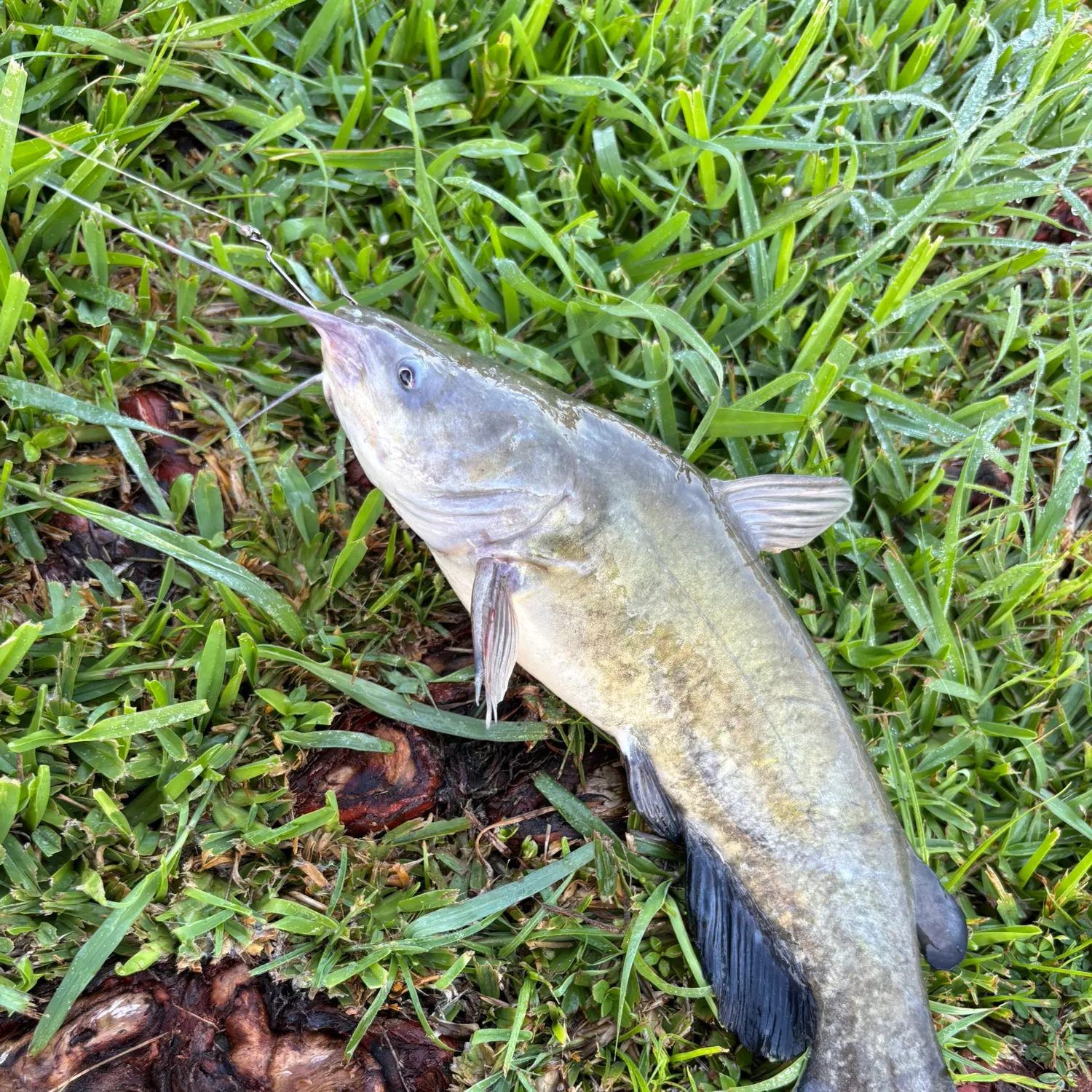 Yellow bullhead caught on Fishbrain
