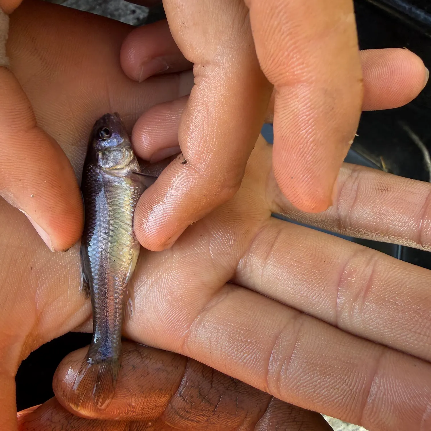 The most recent California roach catches on Fishbrain
