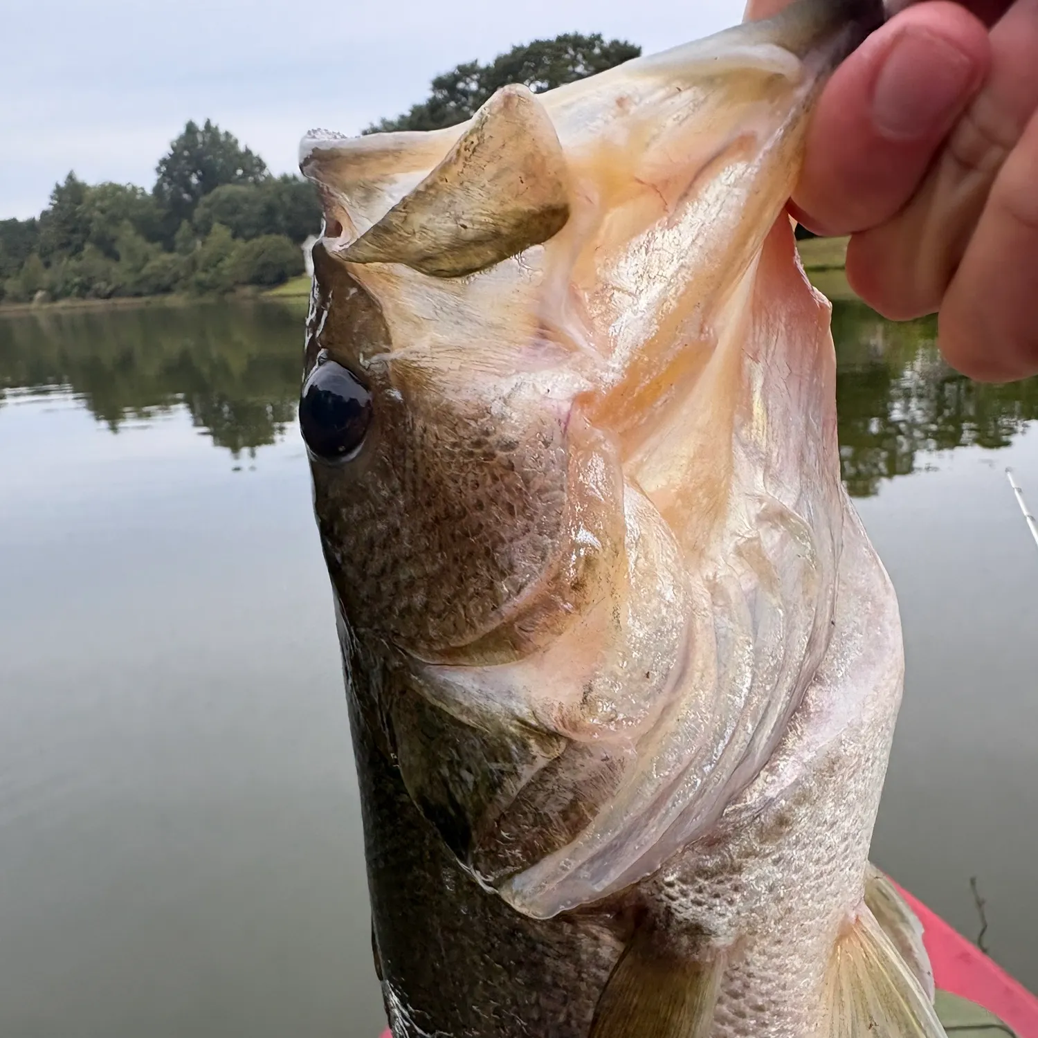 Fish caught on Fishbrain