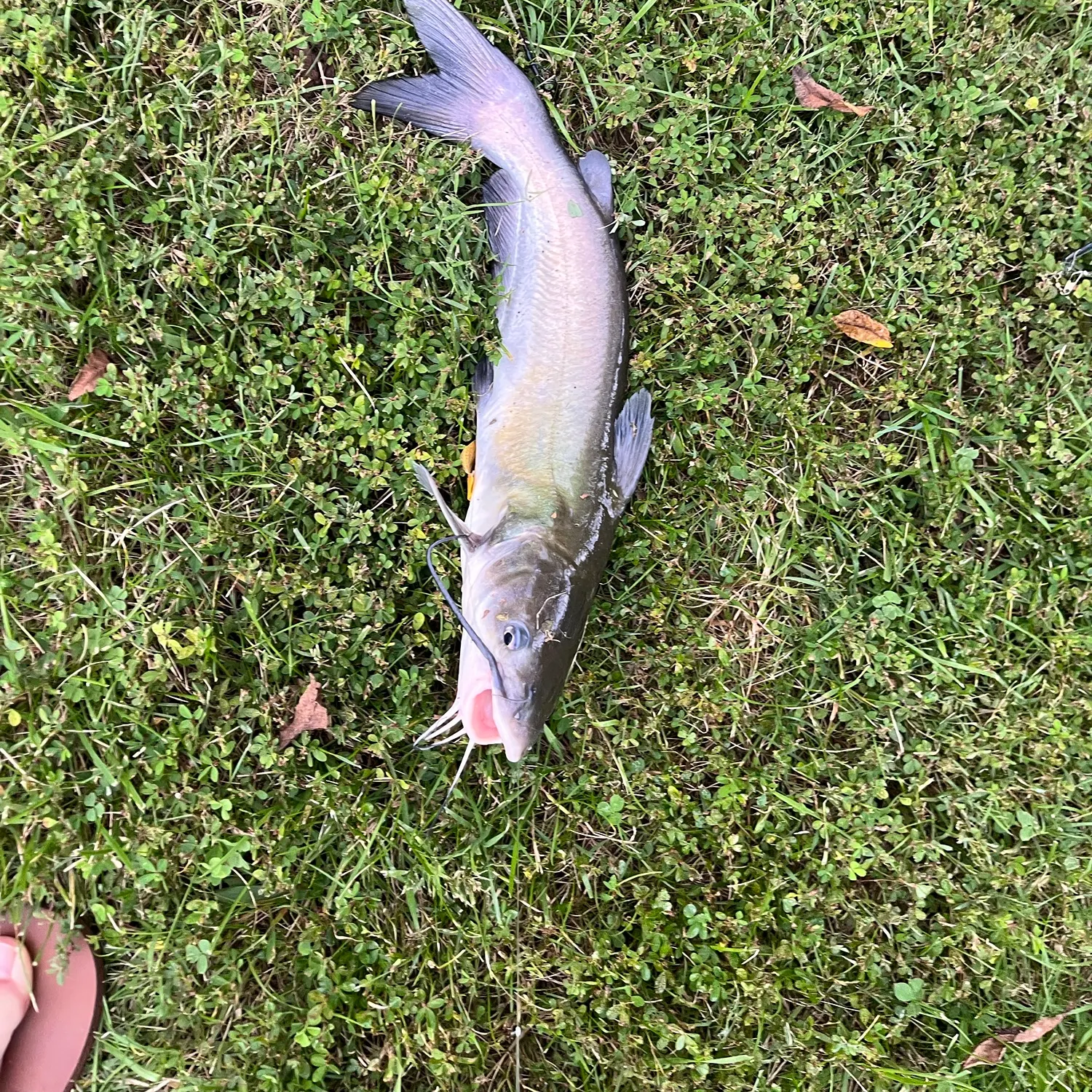 Channel catfish caught on Fishbrain