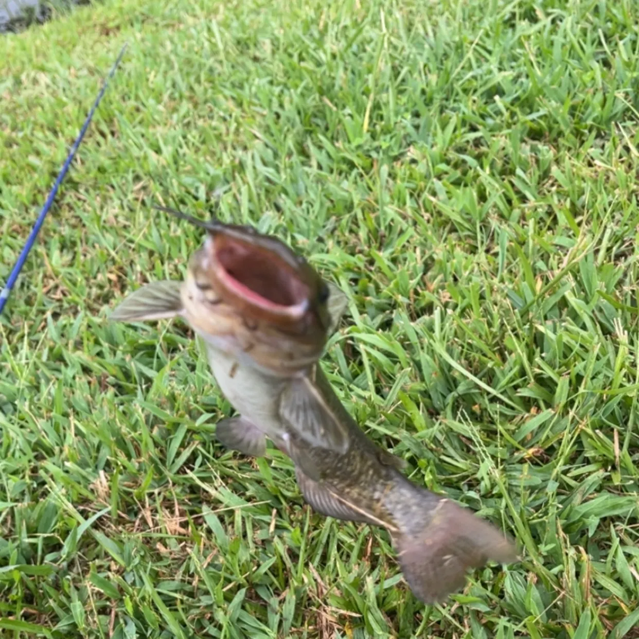 Brown bullhead caught on Fishbrain