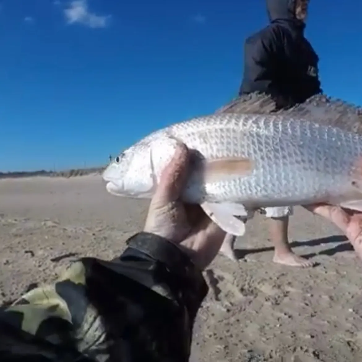 Red drum caught on Fishbrain