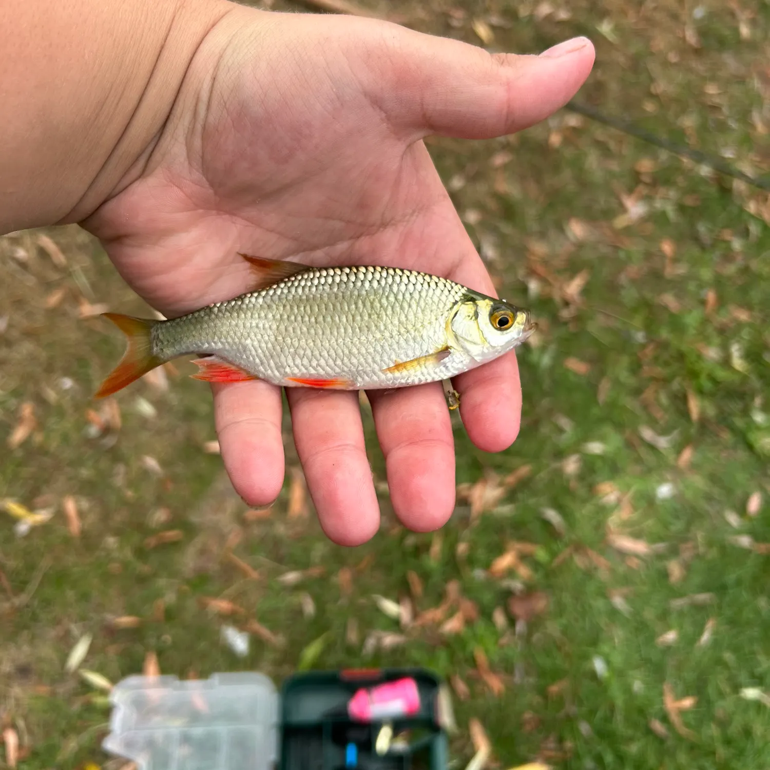 The most recent Common roach catches on Fishbrain