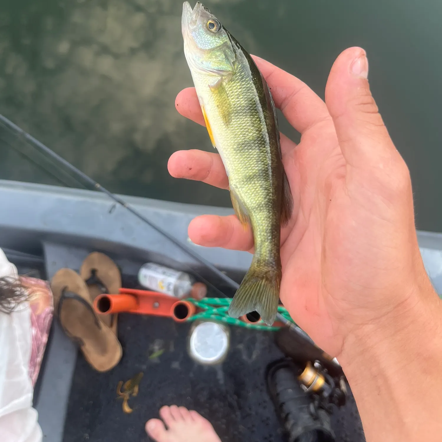 Common logperch caught on Fishbrain