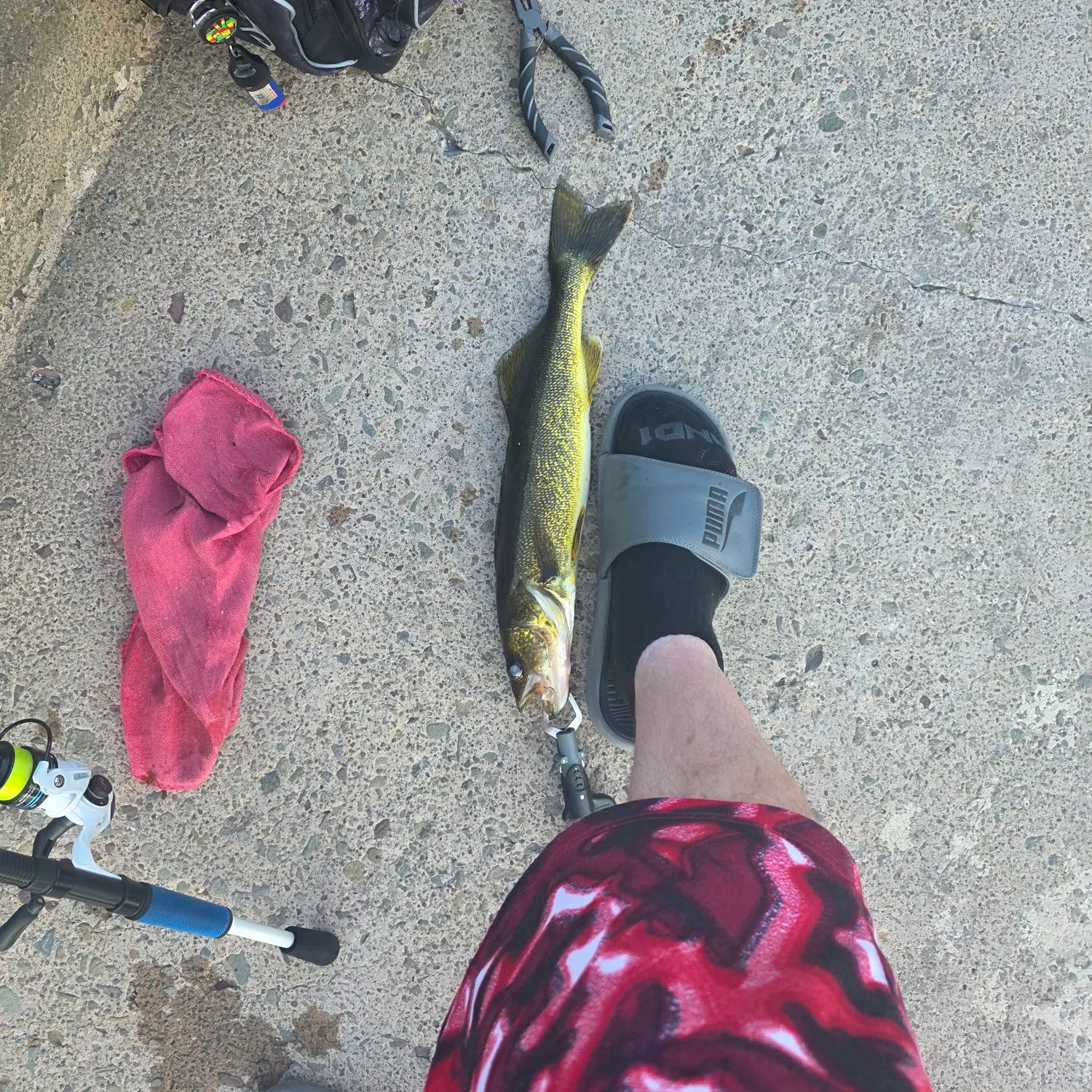 recently logged catches