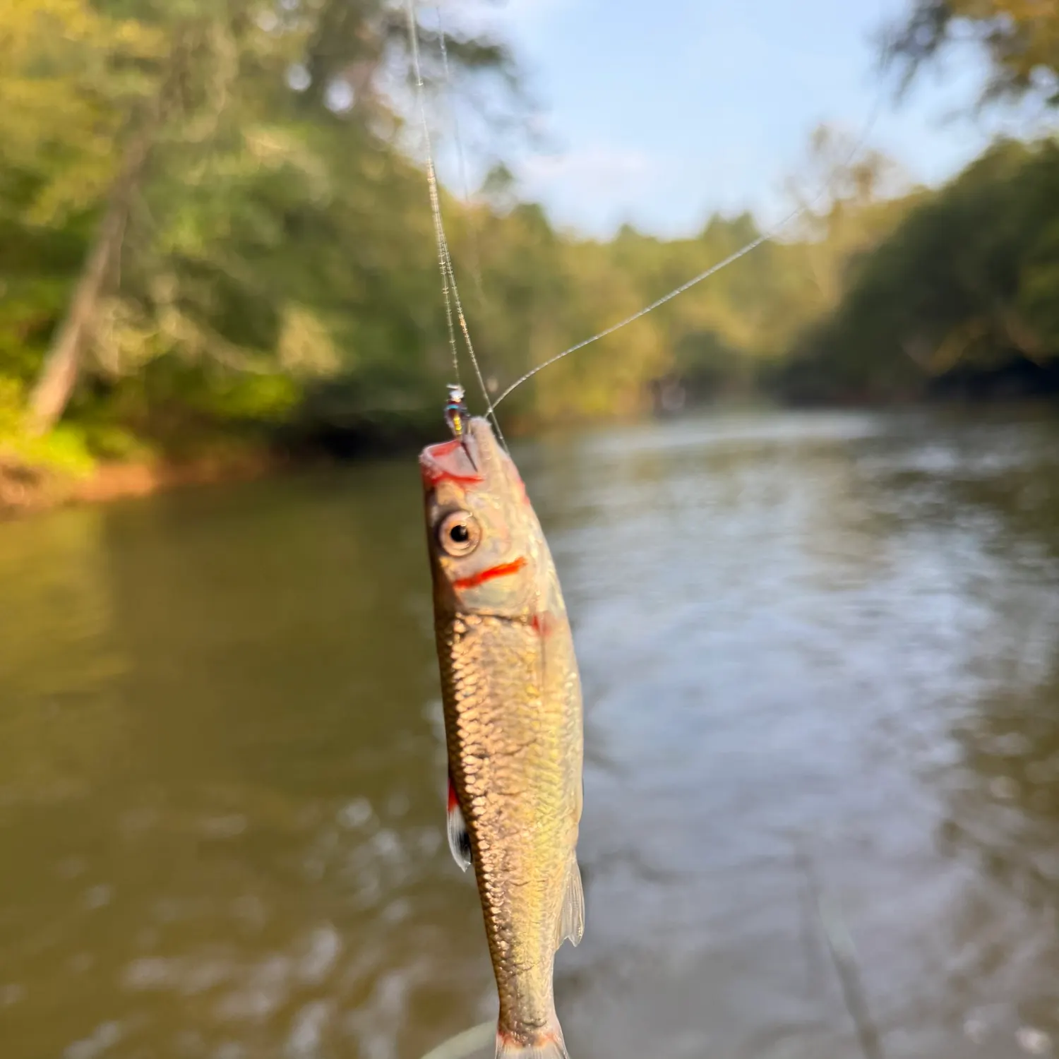 Warpaint shiner caught on Fishbrain