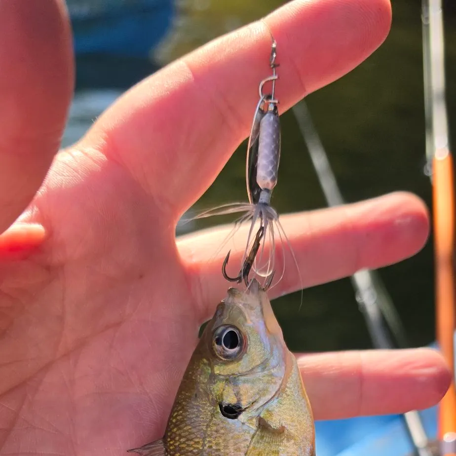 Bluegill caught on Fishbrain