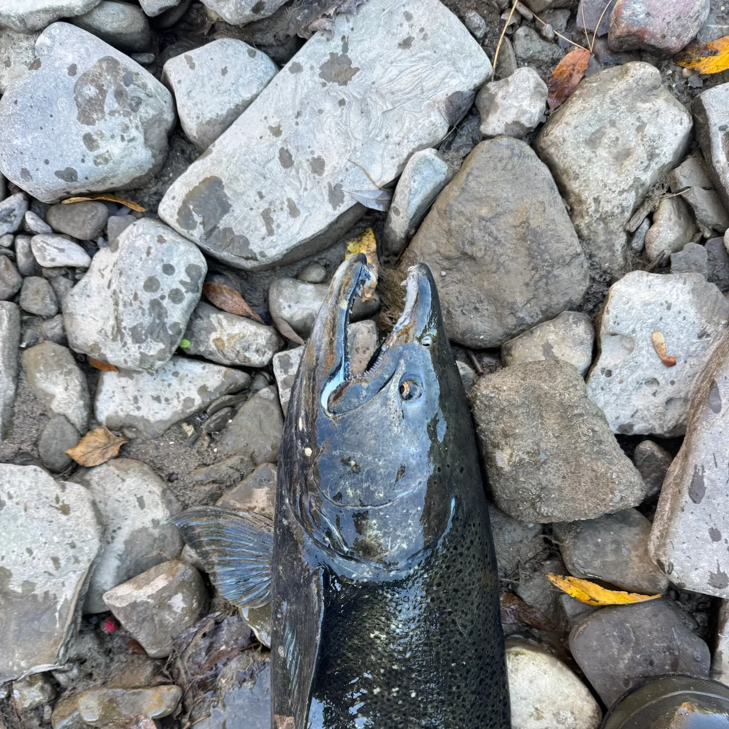 Chinook salmon caught on Fishbrain
