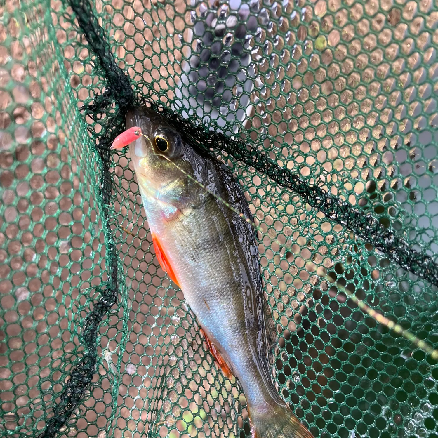 European perch caught on Fishbrain