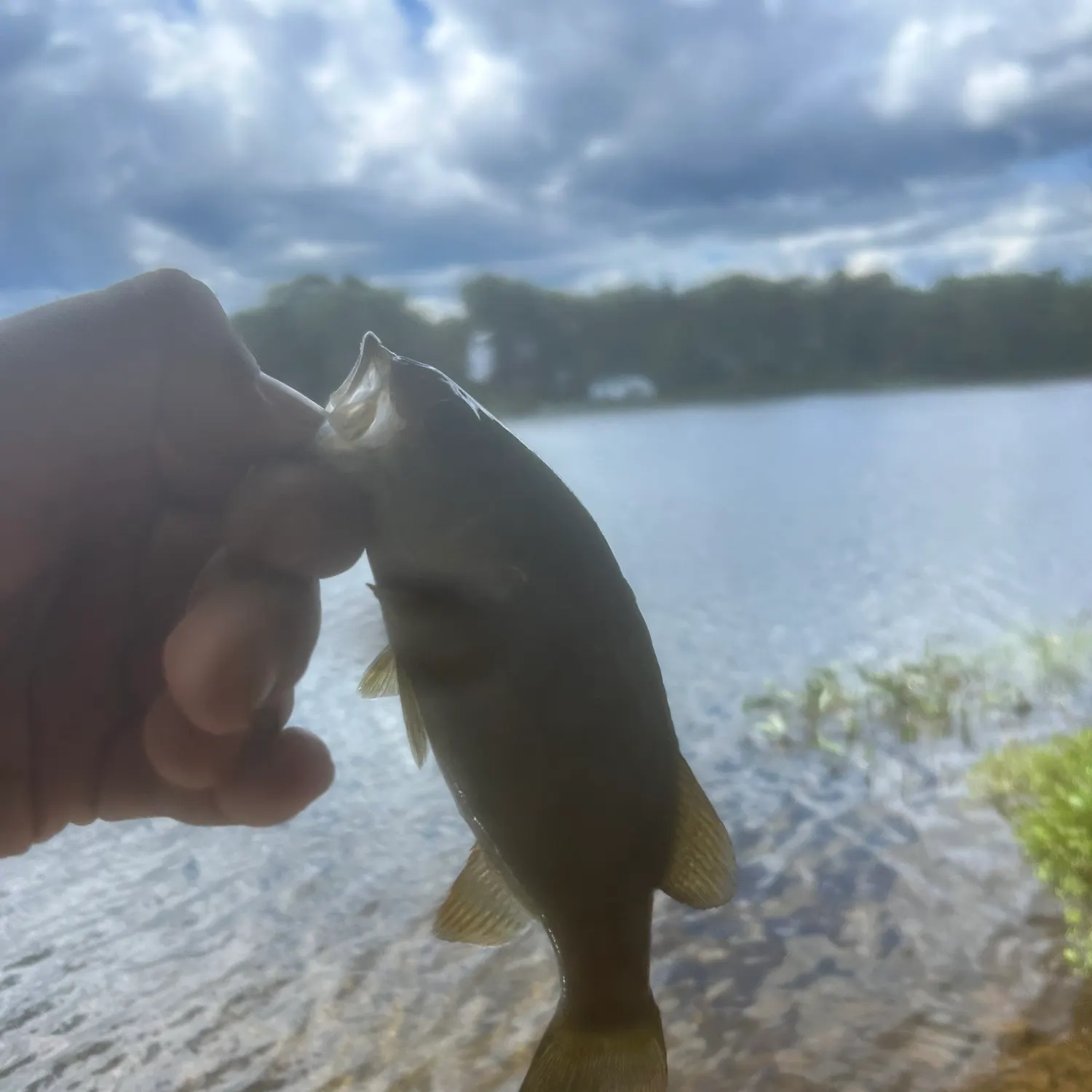 Smallmouth bass caught on Fishbrain