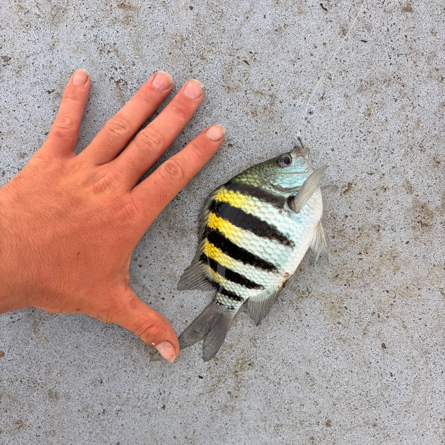 The most recent Sergeant-major catches on Fishbrain