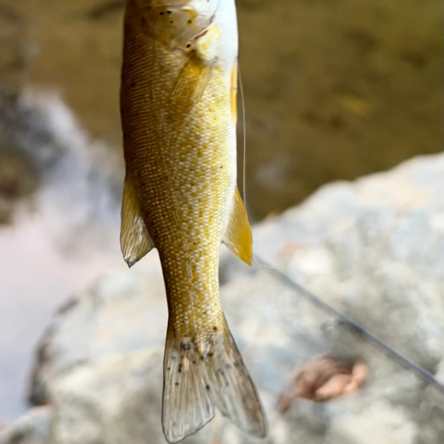 Smallmouth bass caught on Fishbrain