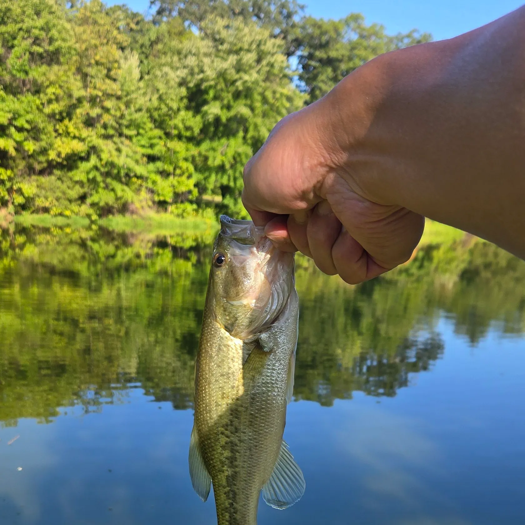 Largemouth bass caught on Fishbrain