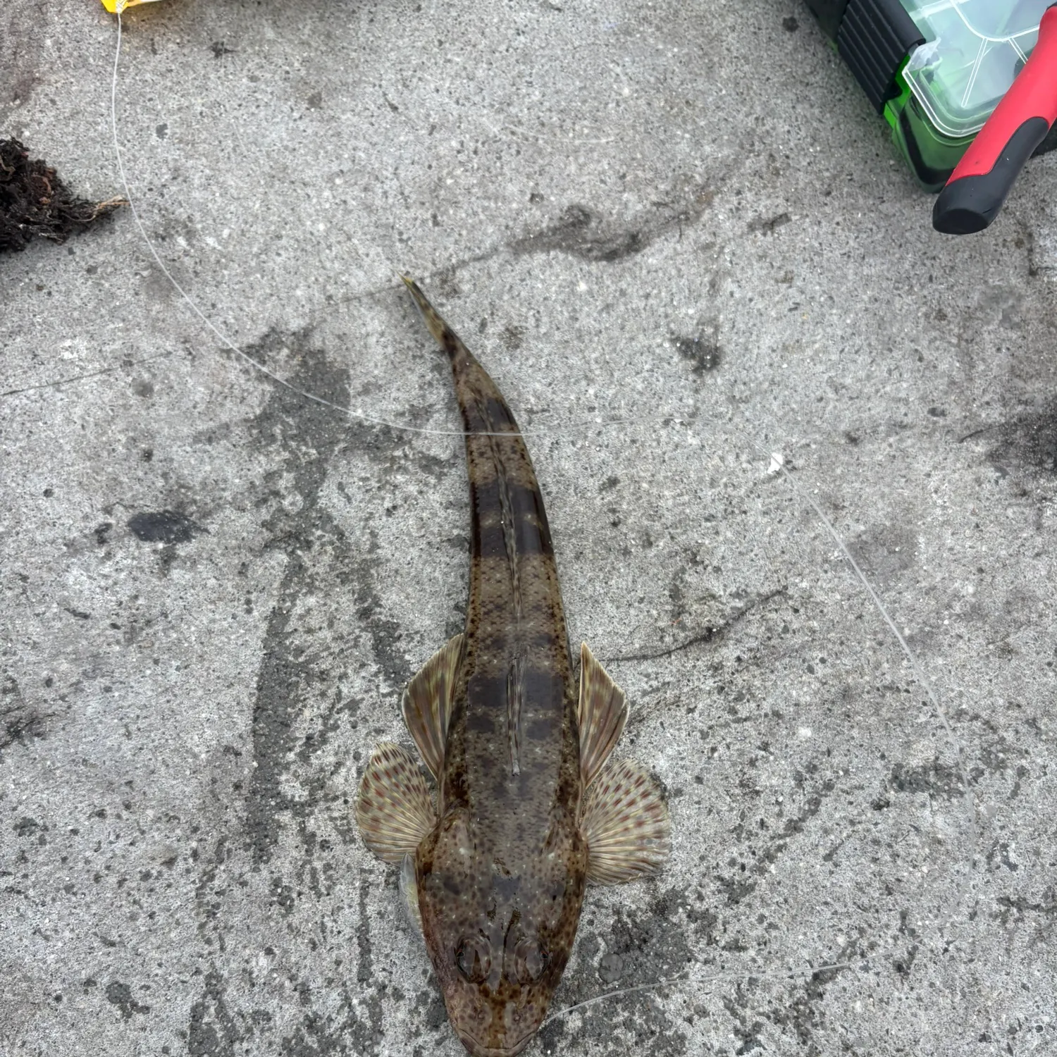 The most recent Sand flathead catches on Fishbrain
