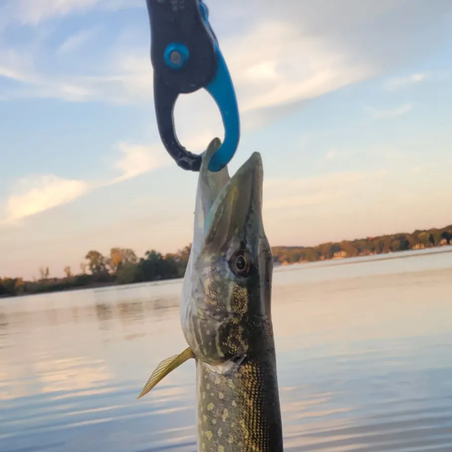Northern pike caught on Fishbrain