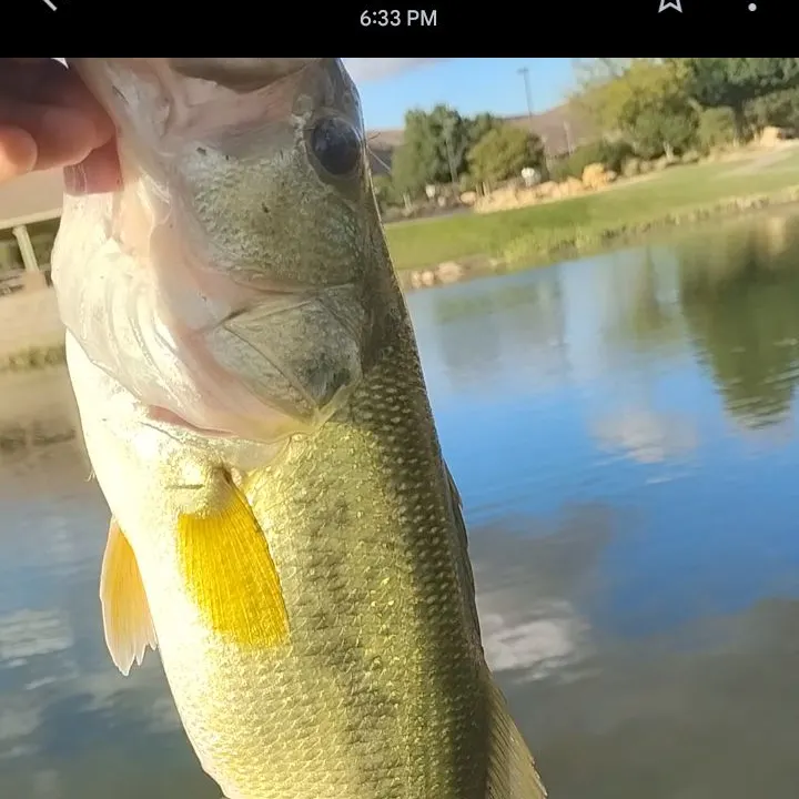 Fish caught on Fishbrain