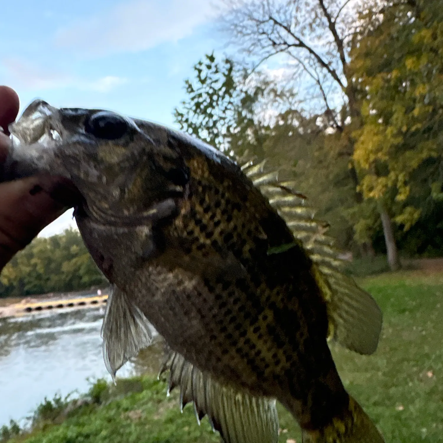 Rock bass caught on Fishbrain