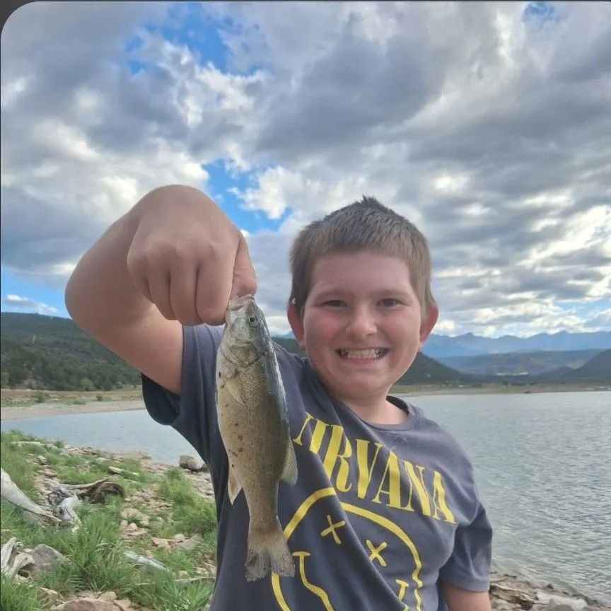 Smallmouth bass caught on Fishbrain