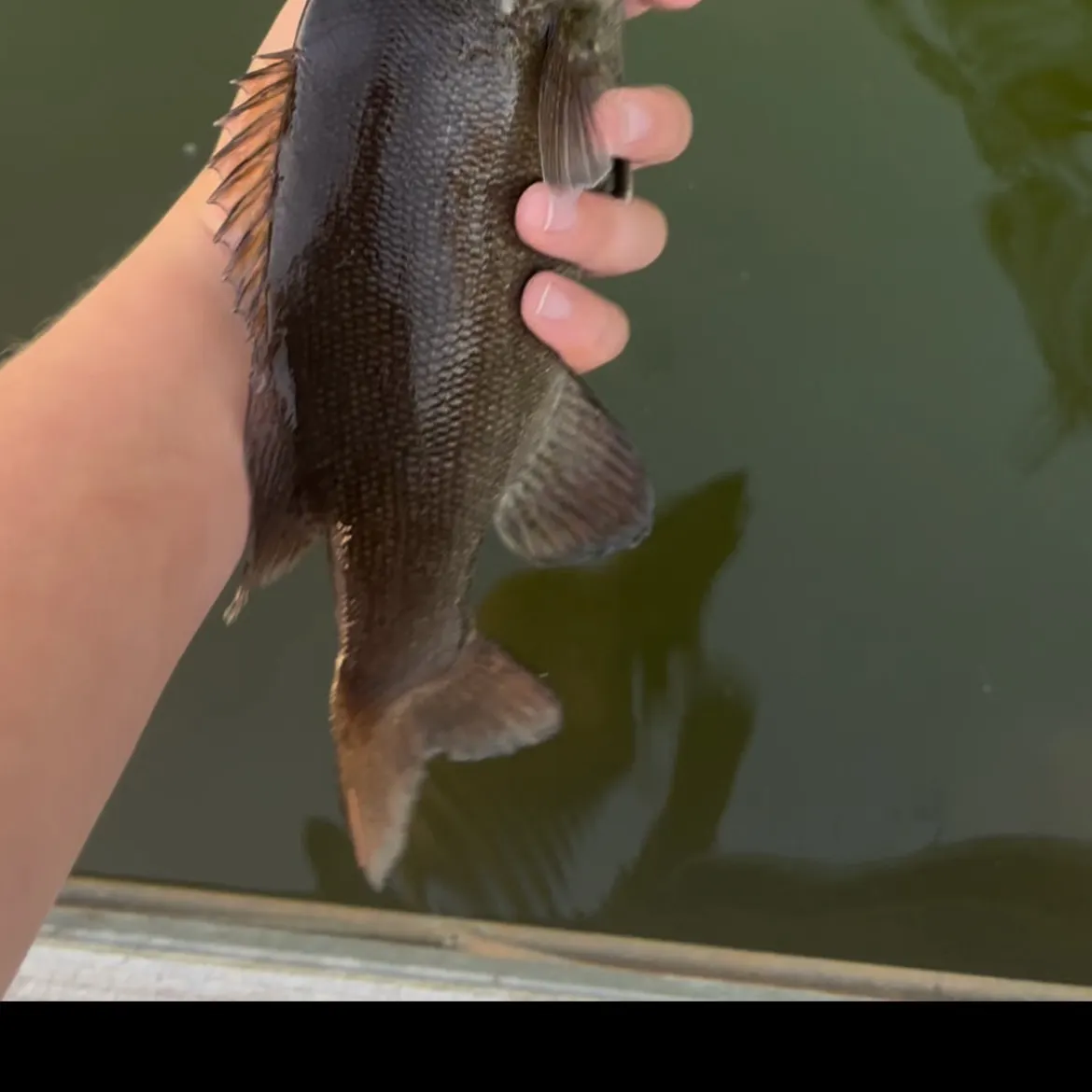 Smallmouth bass caught on Fishbrain