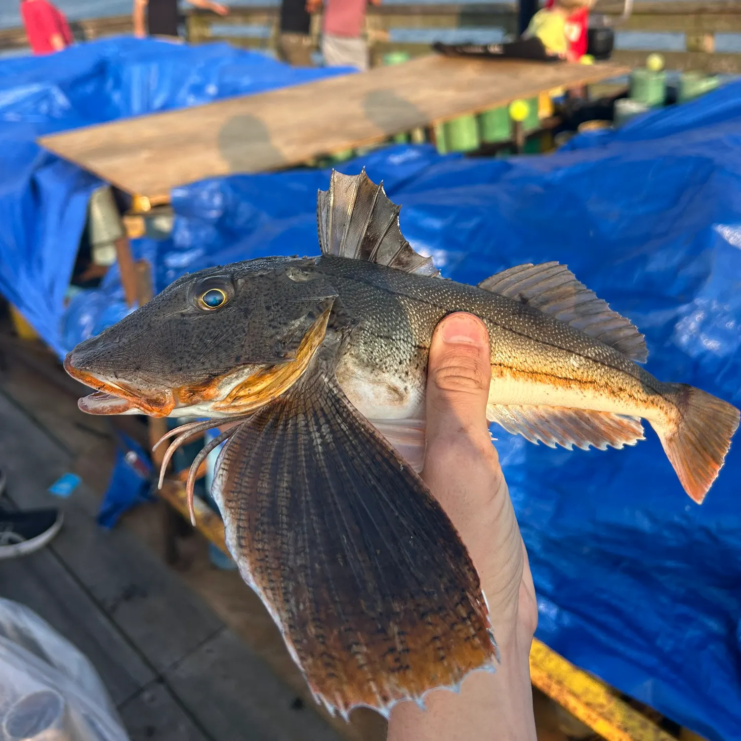 The most recent Striped searobin catches on Fishbrain