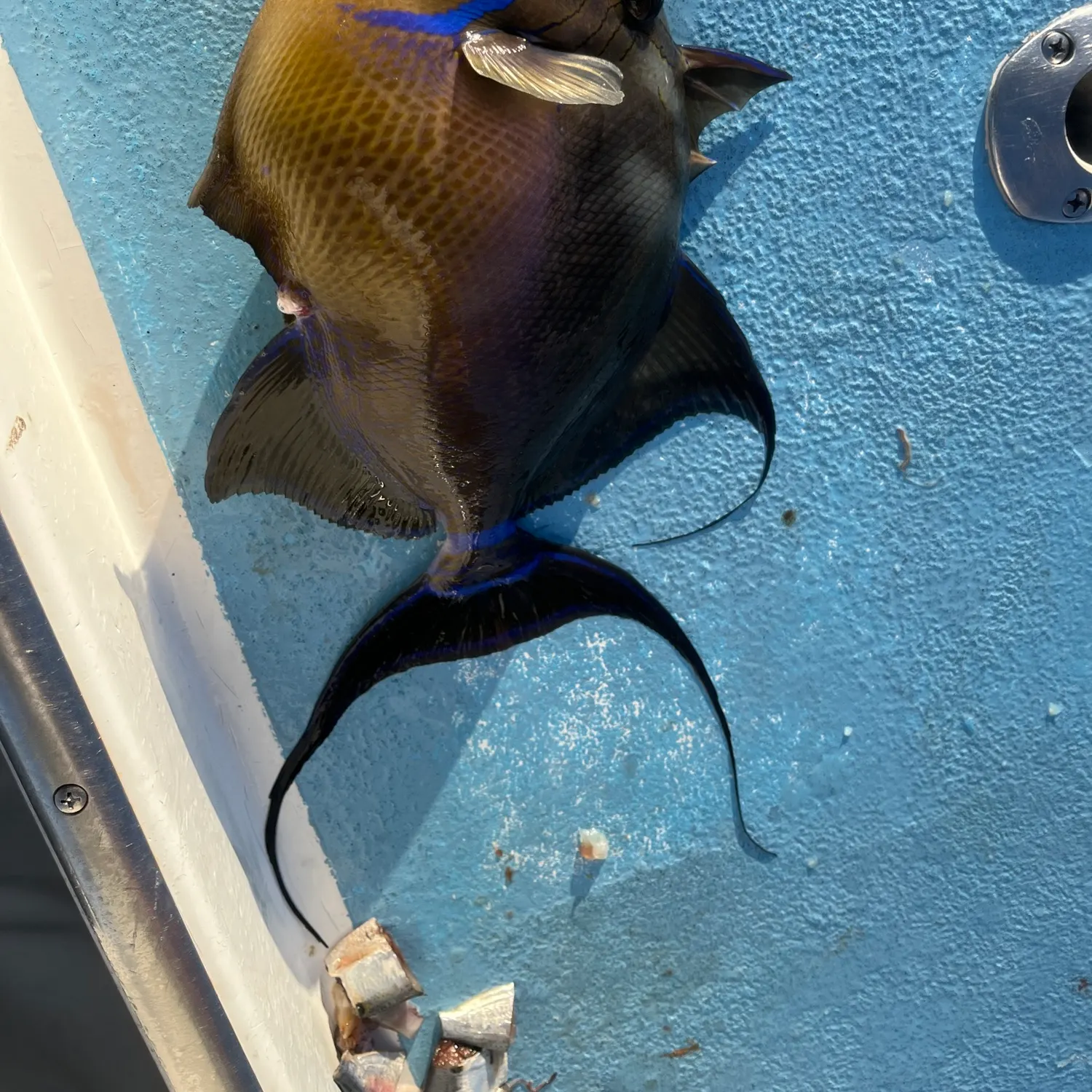The most recent Queen triggerfish catches on Fishbrain