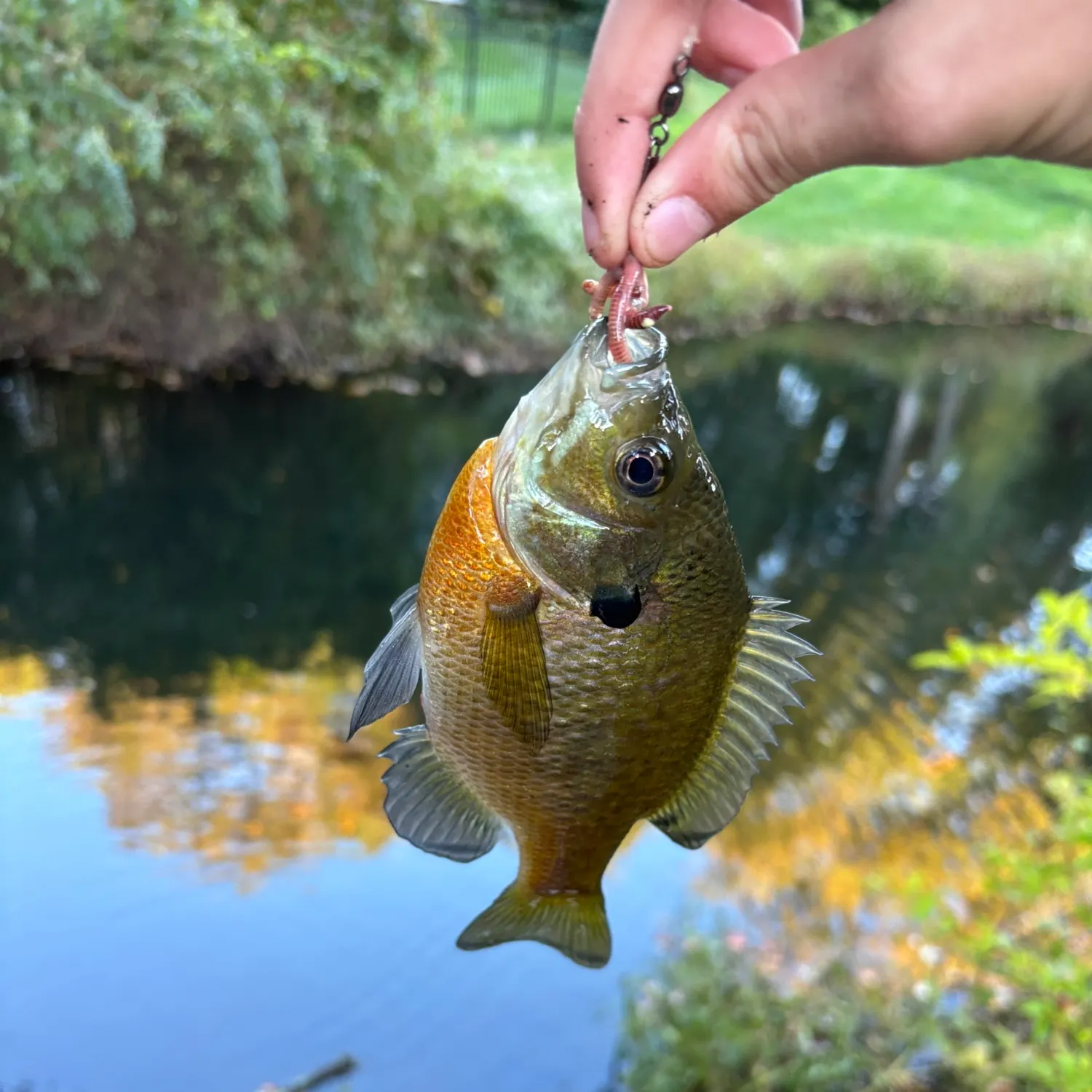 Bluegill caught on Fishbrain