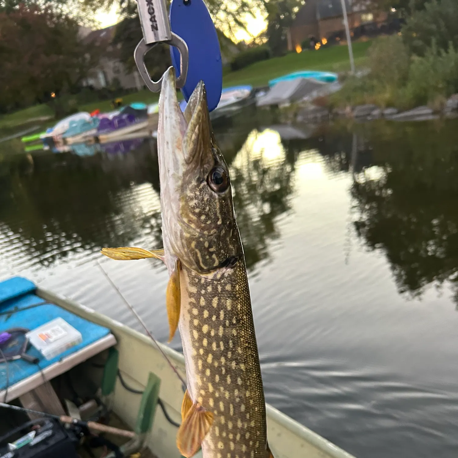 Northern pike caught on Fishbrain