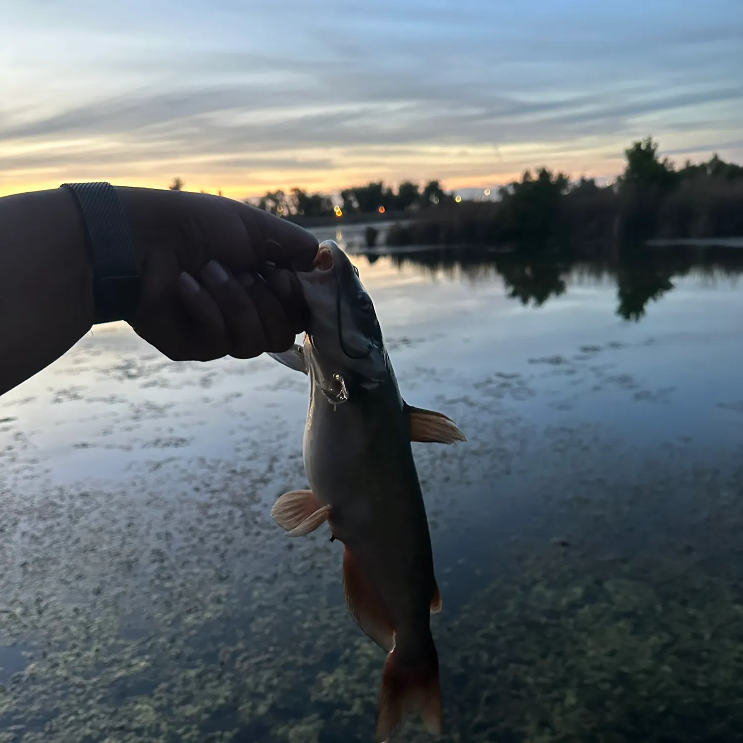catch