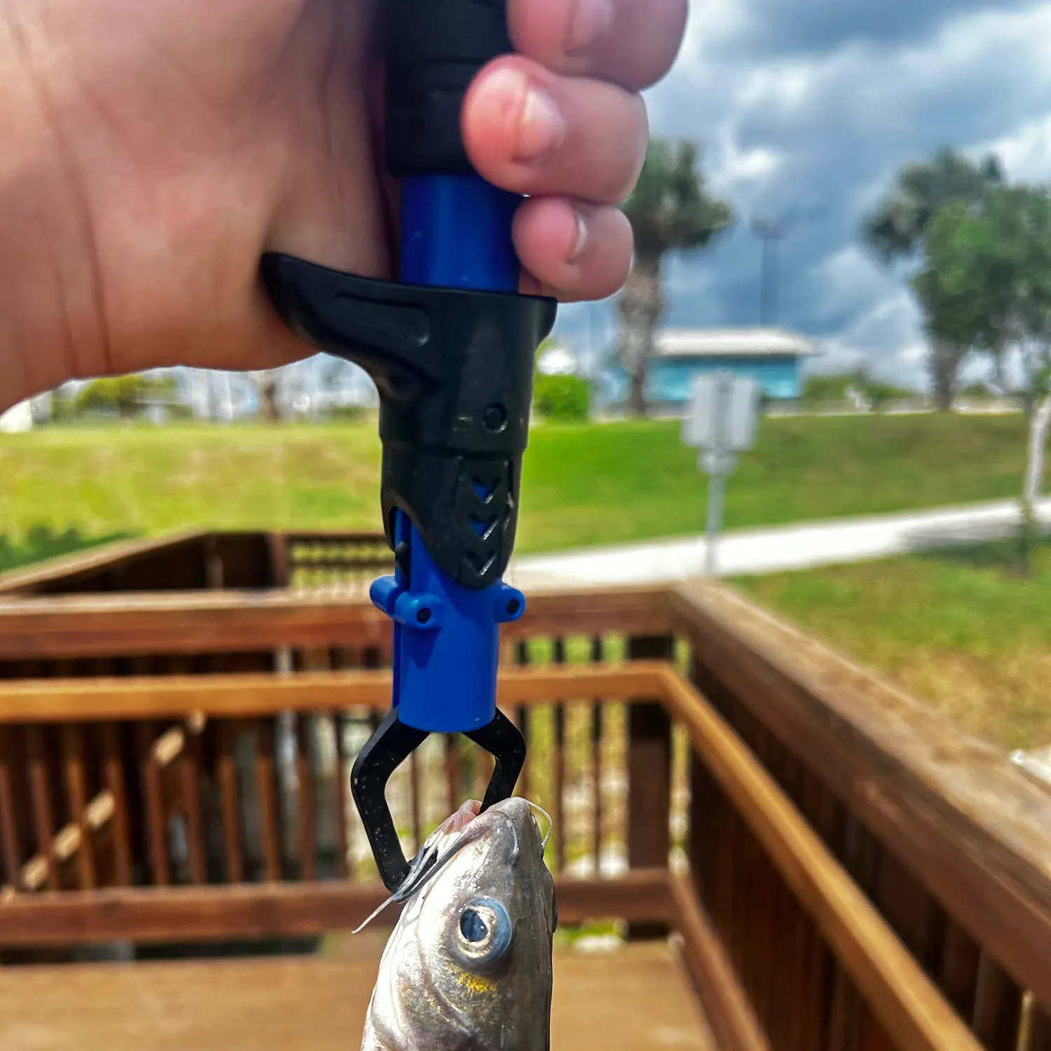 Channel catfish caught on Fishbrain