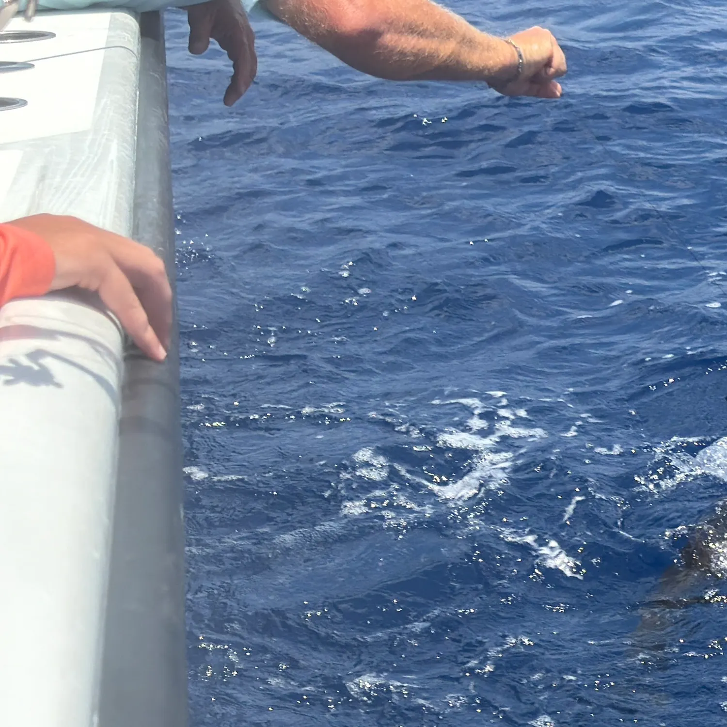 The most recent Cobia catches on Fishbrain