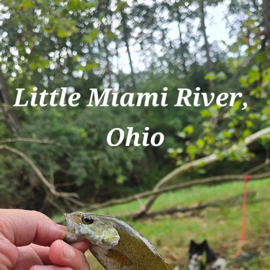 Smallmouth bass caught on Fishbrain