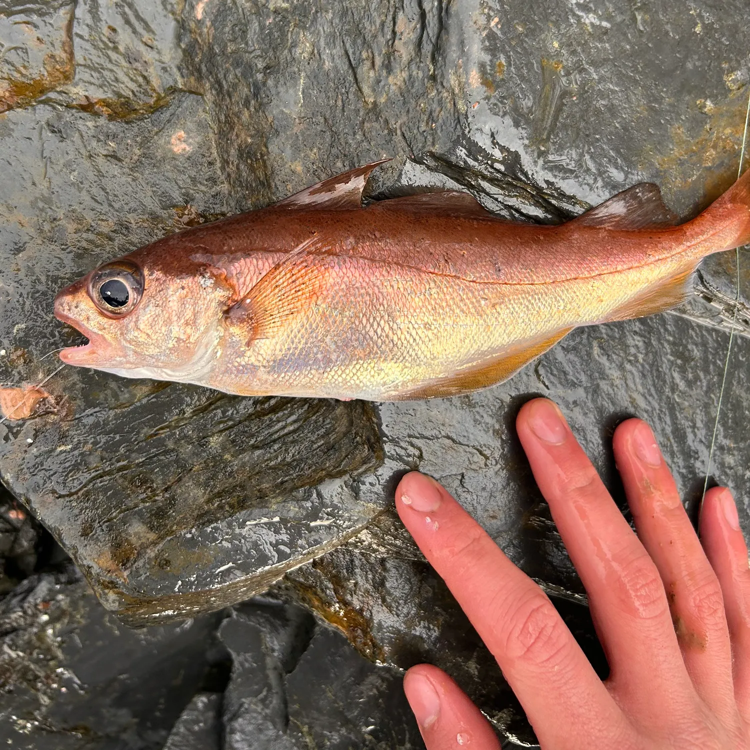 Poor cod caught on Fishbrain