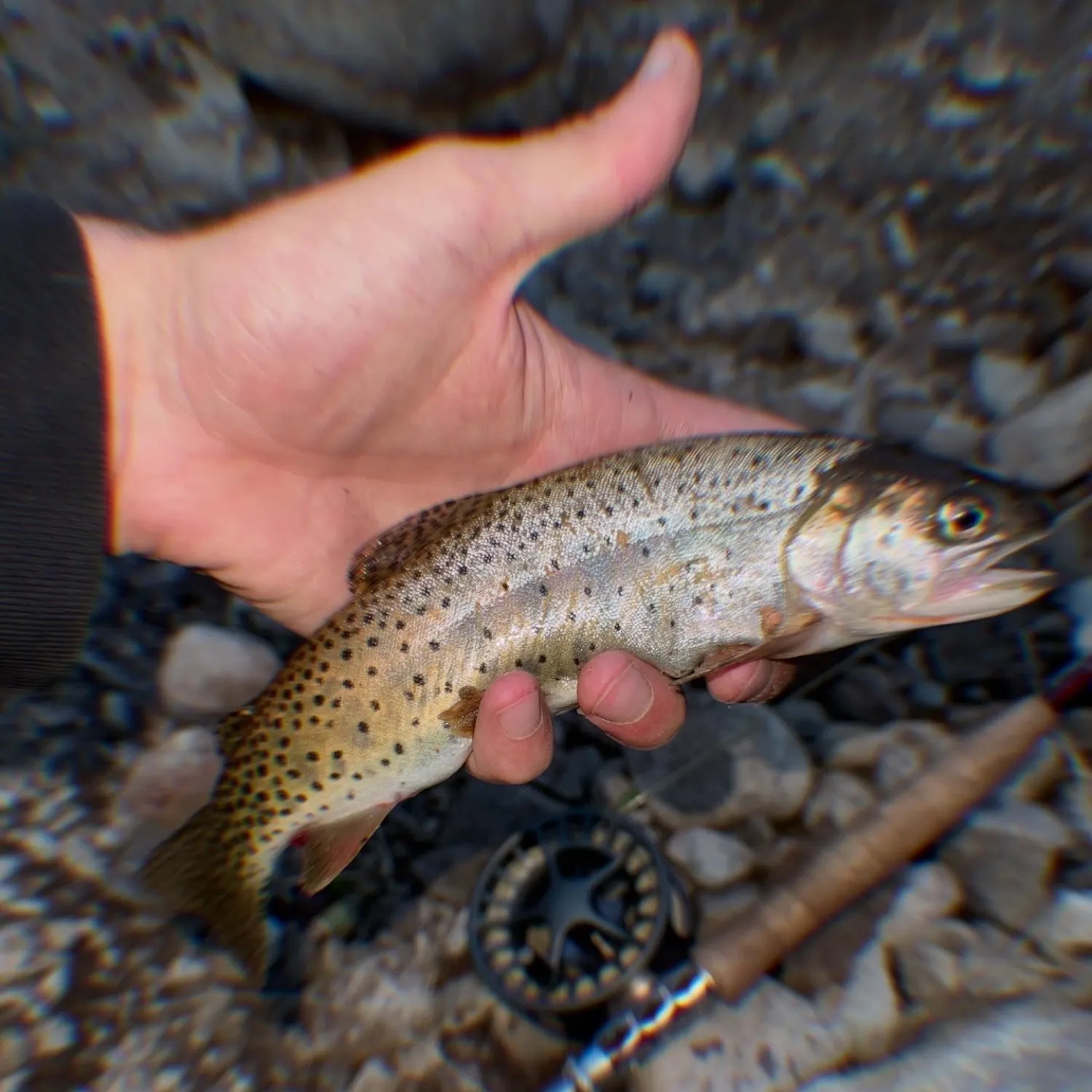 most liked catch image