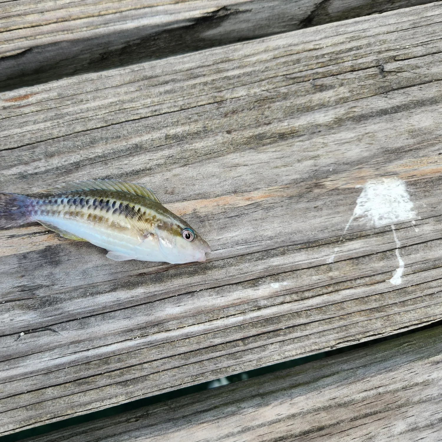 The most recent Princess parrotfish catches on Fishbrain