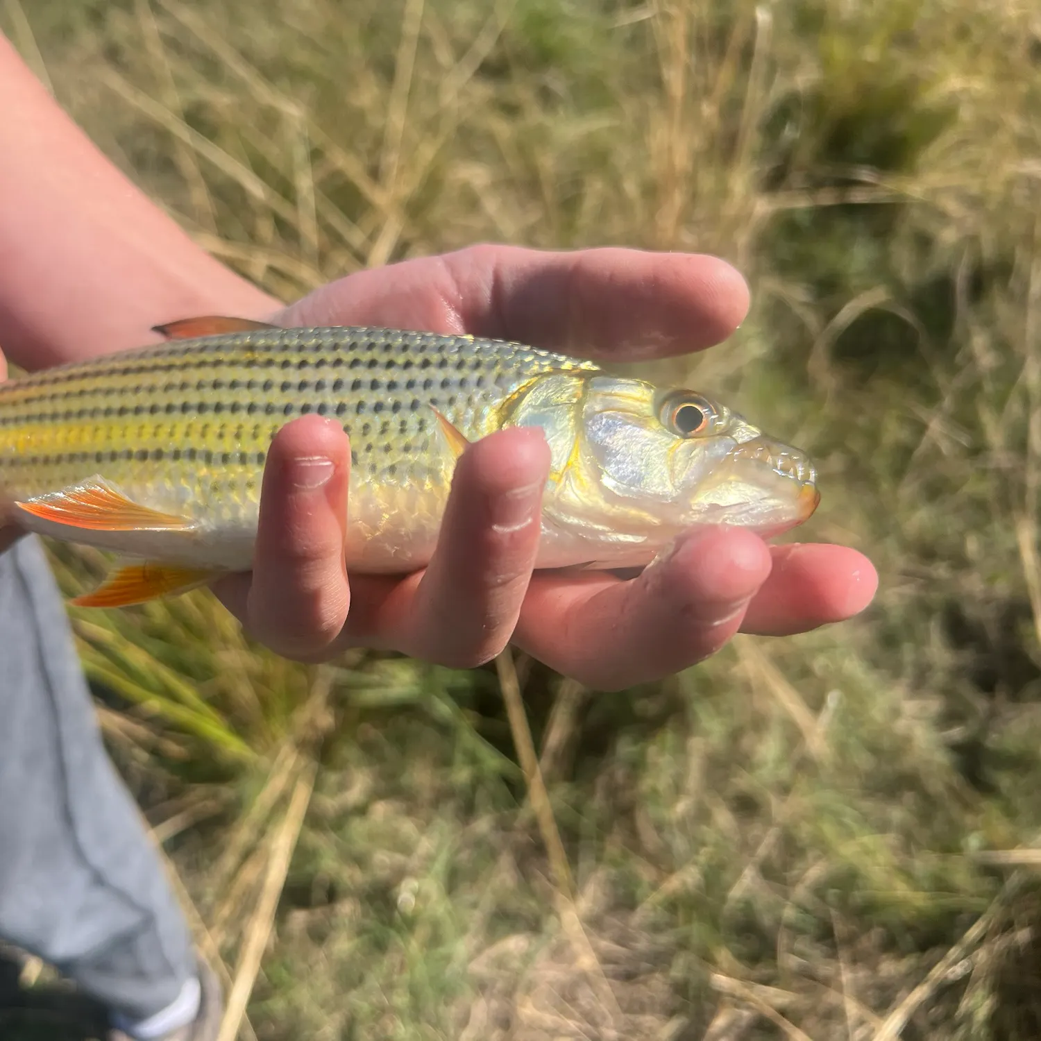The most recent African tigerfish catches on Fishbrain