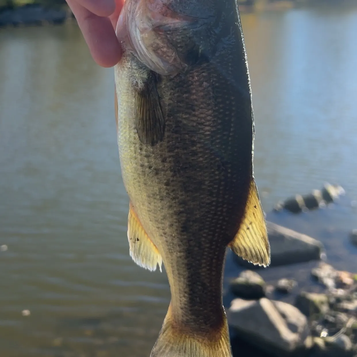 Largemouth bass caught on Fishbrain