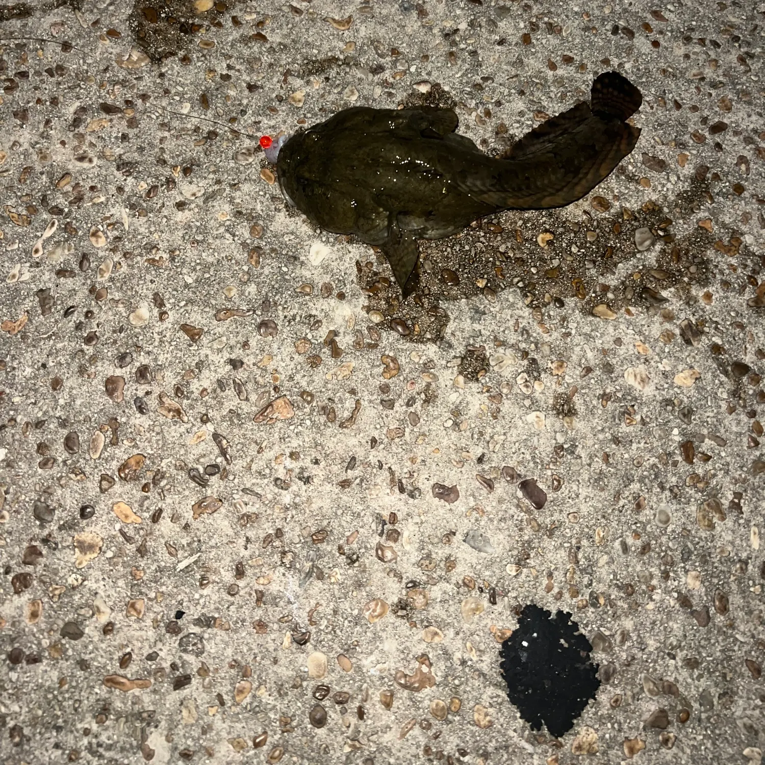 Gulf toadfish caught on Fishbrain