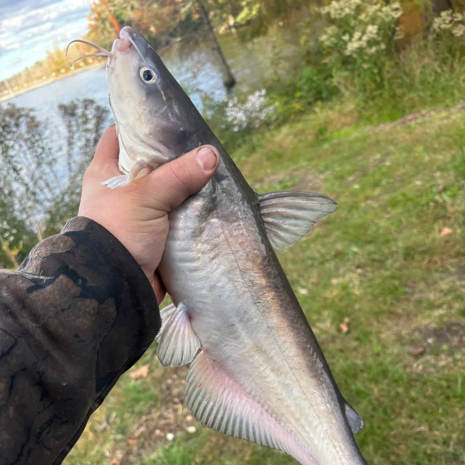 Channel catfish caught on Fishbrain