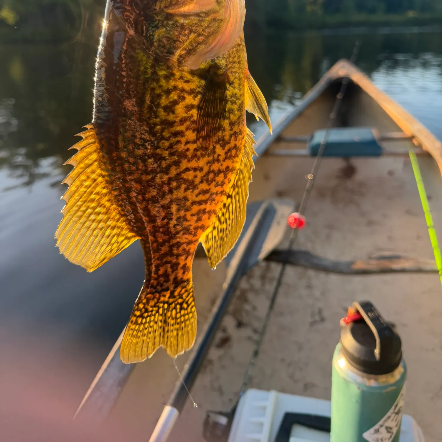 Black crappie caught on Fishbrain