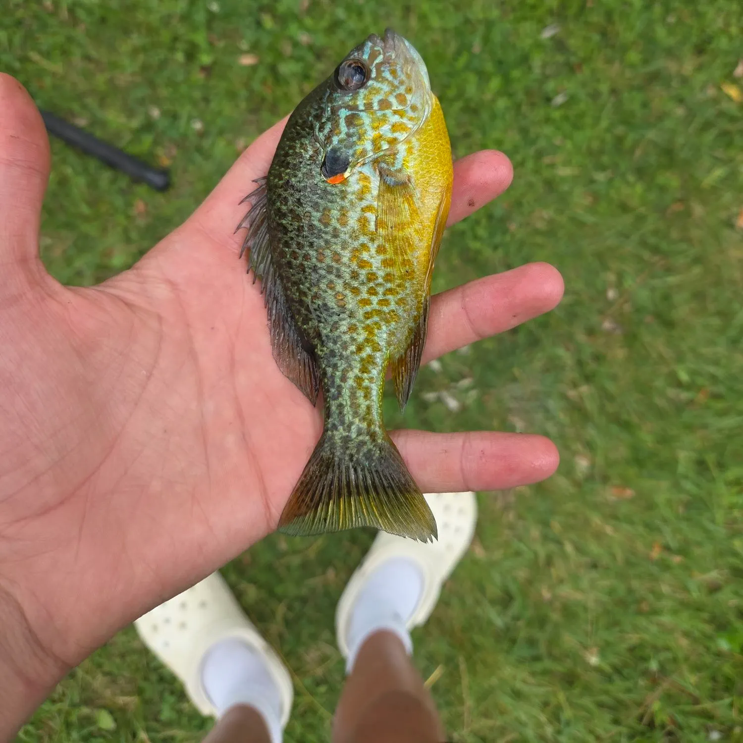 Pumpkinseed caught on Fishbrain