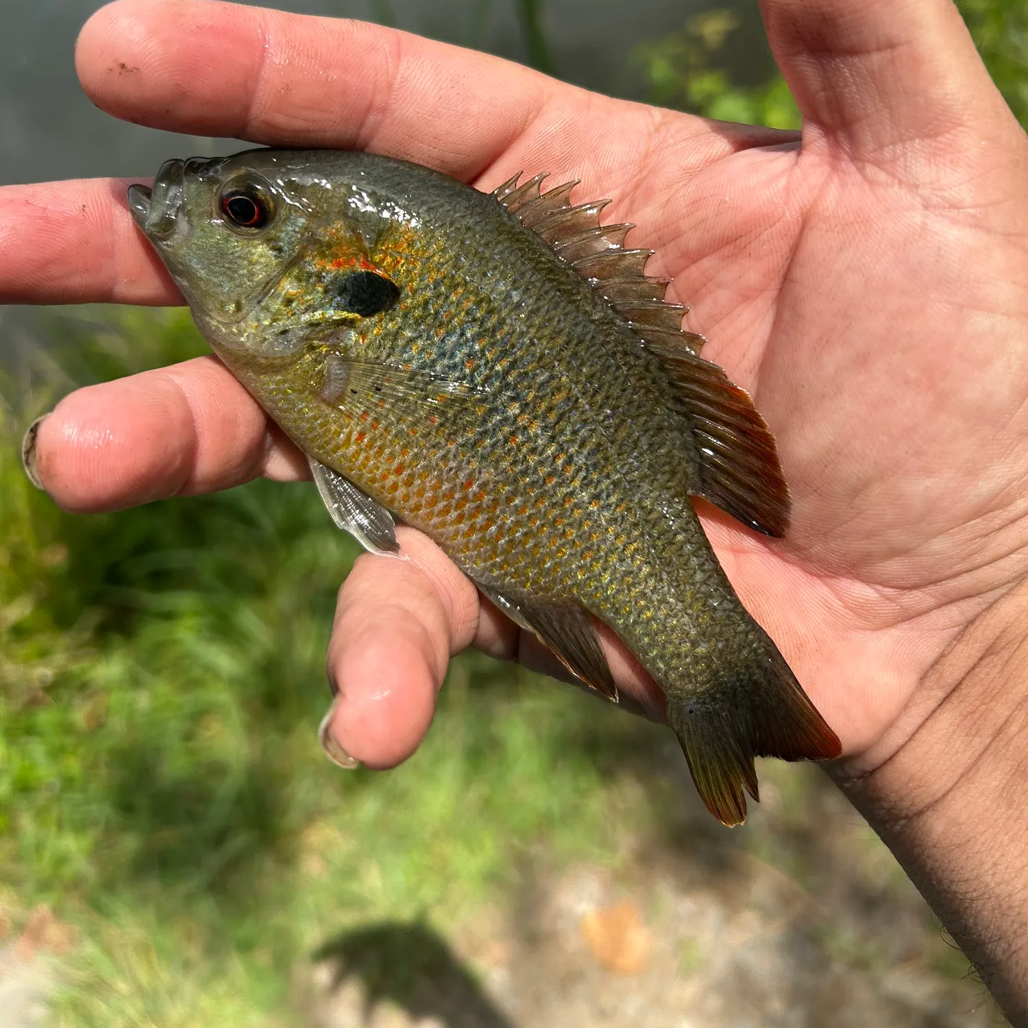 The most recent Redspotted sunfish catches on Fishbrain