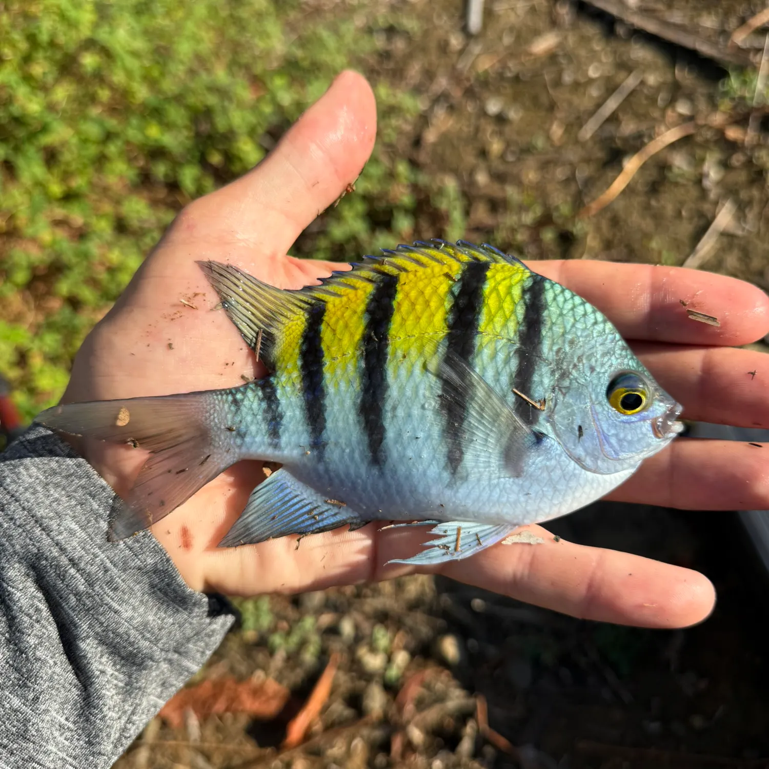 The most recent Panamic sergeant major catches on Fishbrain