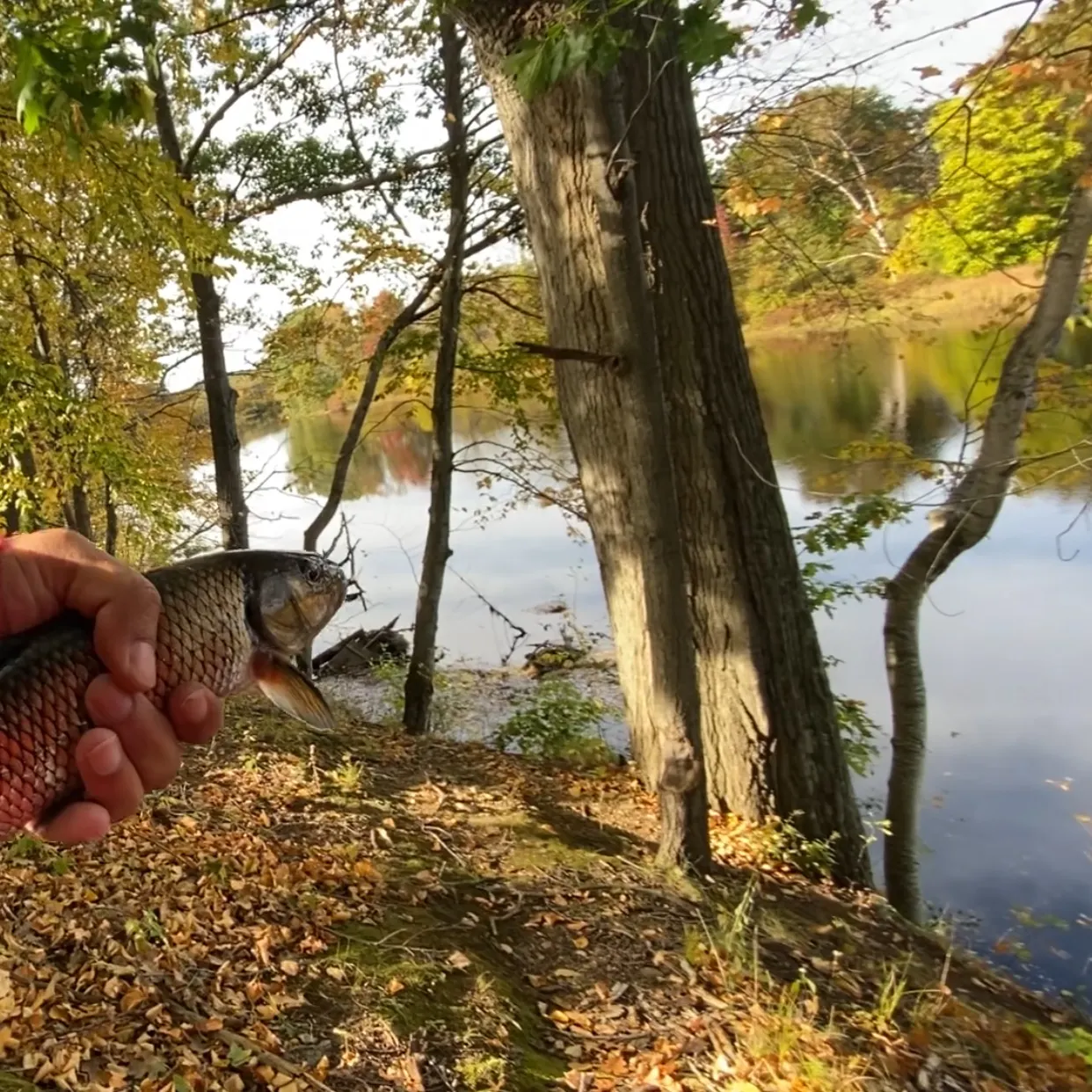 Fallfish caught on Fishbrain