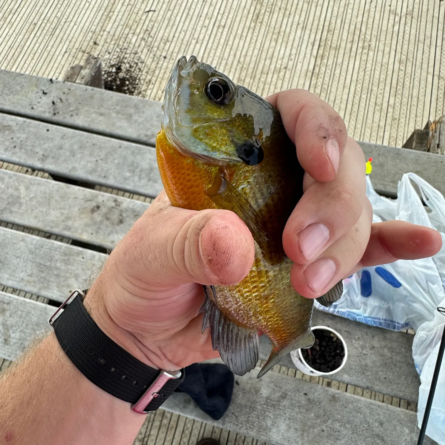 Common carp caught on Fishbrain
