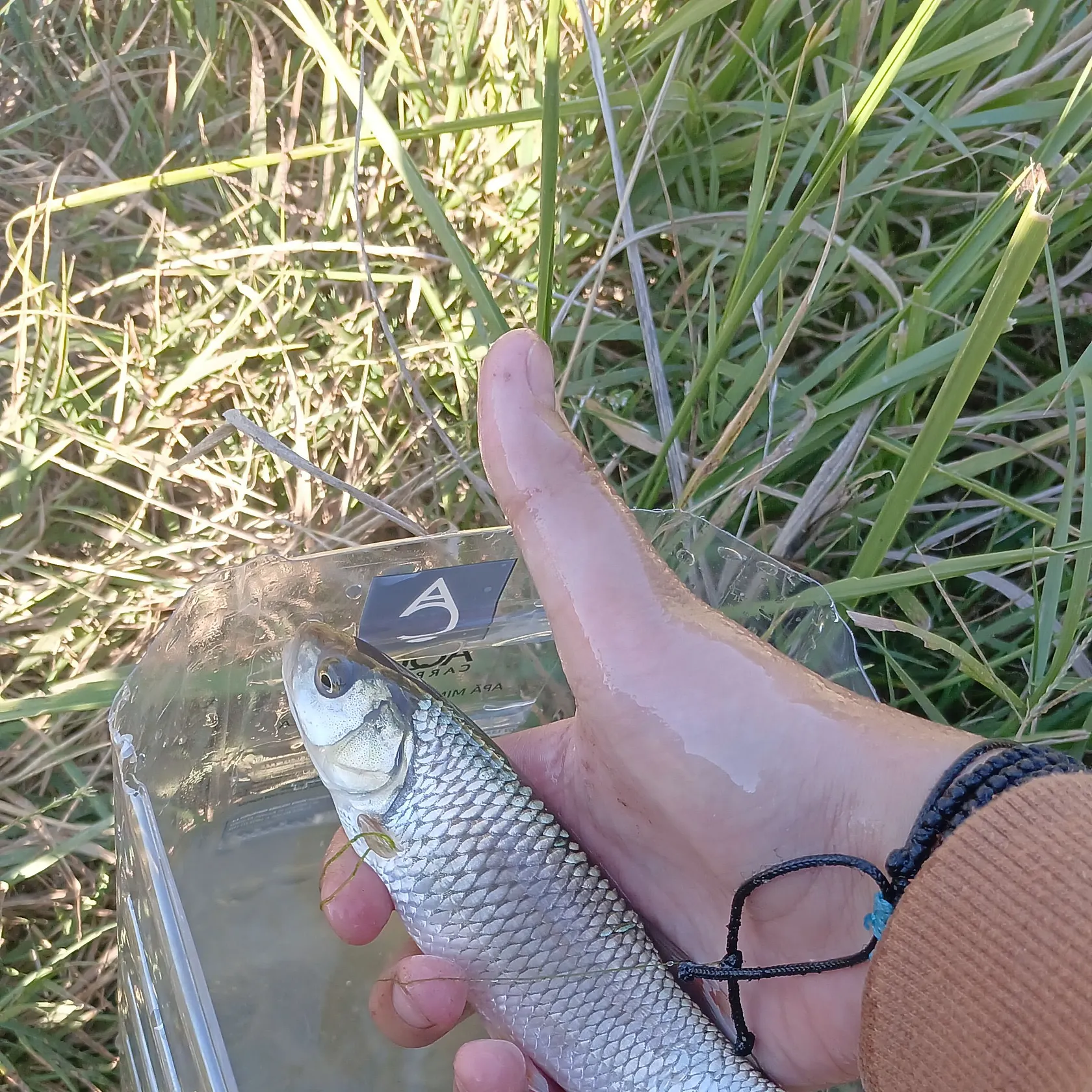 European chub caught on Fishbrain