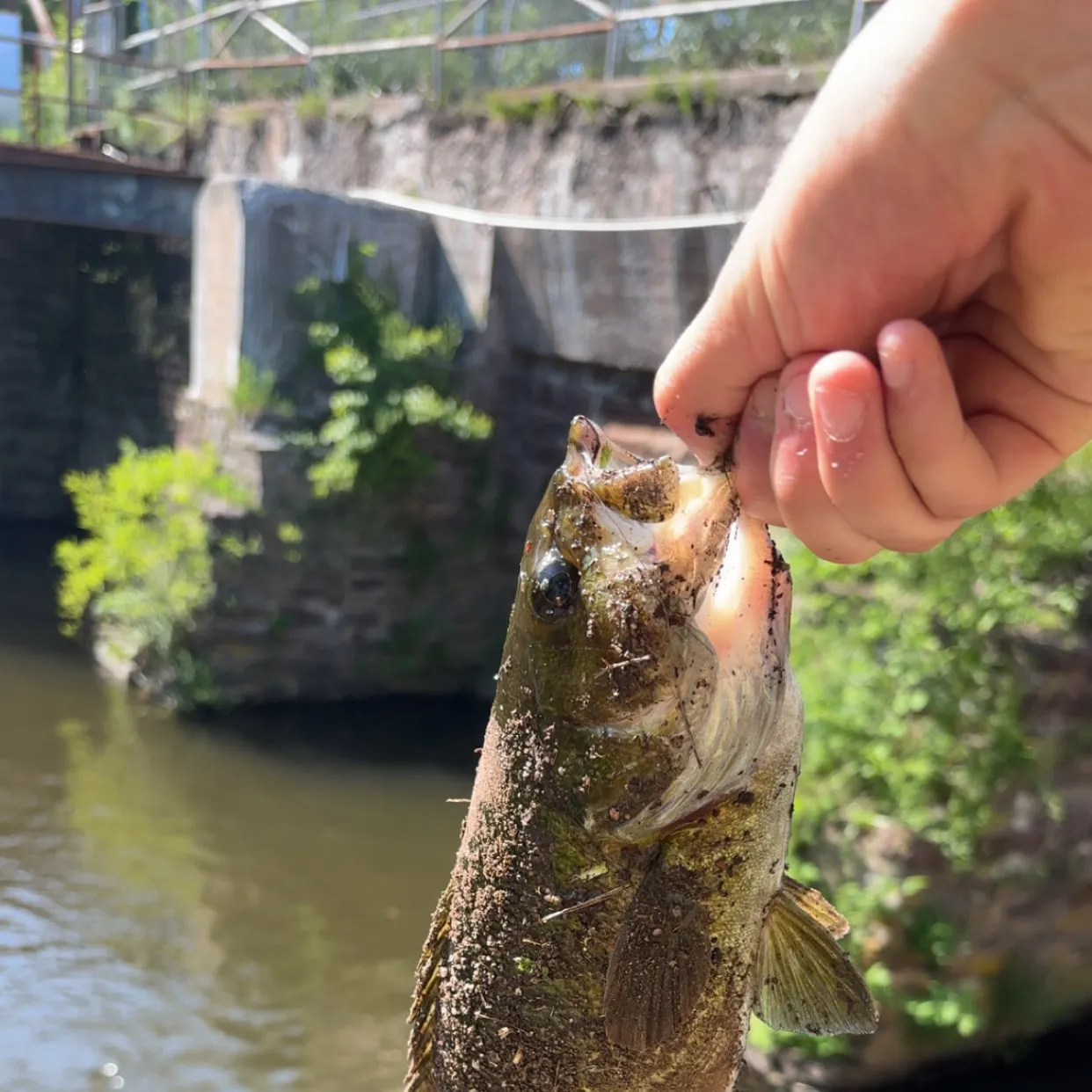 angler catch
