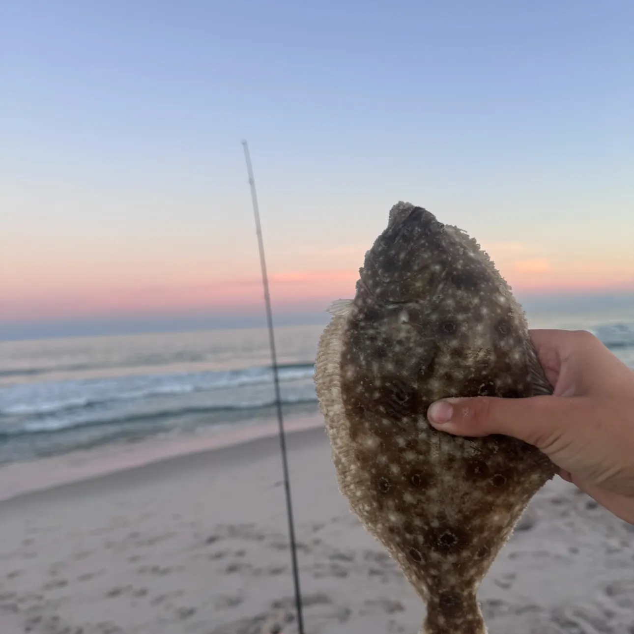Summer flounder caught on Fishbrain