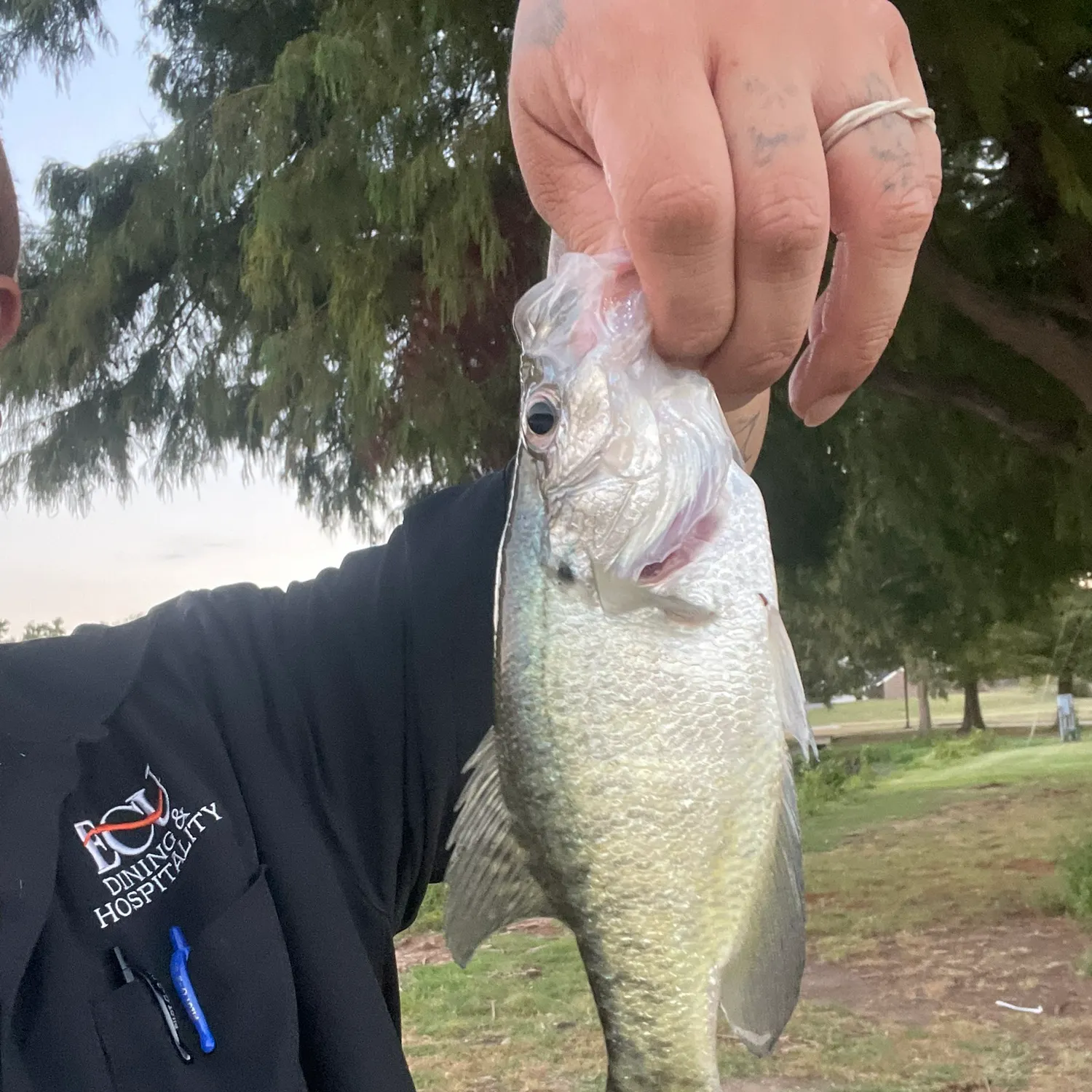 White crappie caught on Fishbrain